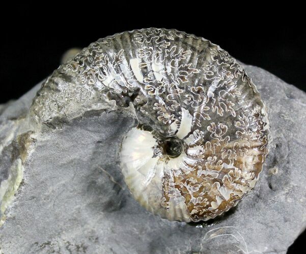 Rhaeboceras Ammonite - Montana #28297